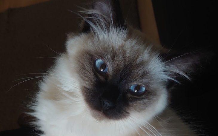 Zbiórka Pomoc dla Lulusia - zdjęcie główne