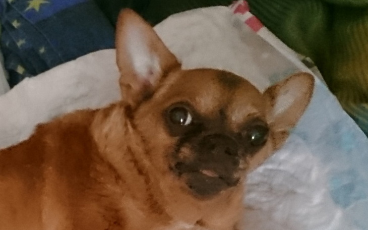 Zbiórka Pożegnanie Lumisi - zdjęcie główne