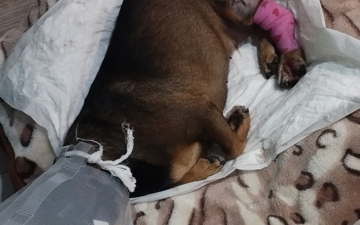 Zbiórka Topies - zdjęcie główne