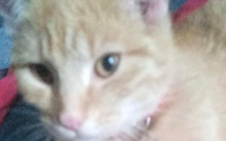 Zbiórka karma dla Bożeny kota - zdjęcie główne