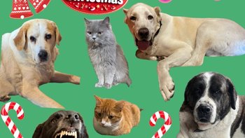 Zbiórka Mikołajki w Azylu - miniaturka zdjęcia