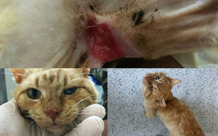 Zbiórka Skrajna nędza, czyli Burbon - zdjęcie główne