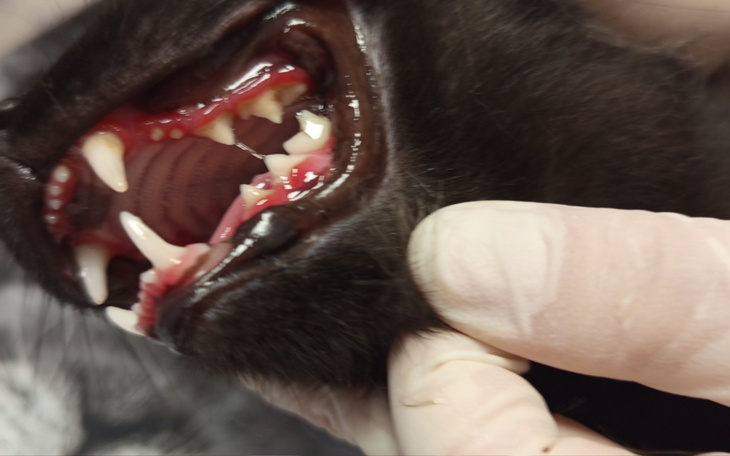 Zbliżenie na zęby kota, pokazujące ich stan zdrowia.