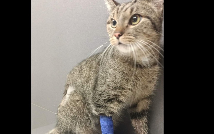 Zbiórka Pomoc na leczenie Tośka - zdjęcie główne