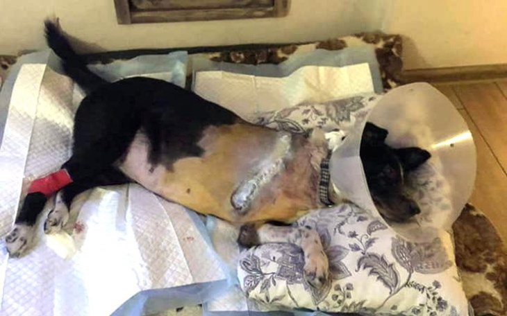 Zbiórka Panda - psia mama prosi o pomoc - zdjęcie główne