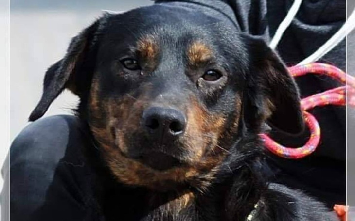 Zbiórka Dla Knedla z Radys na nowe życie - zdjęcie główne