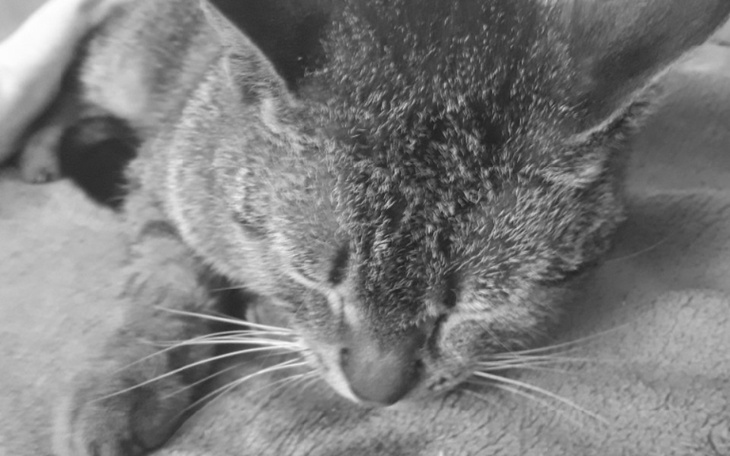 Zbiórka zbieram na chorego kota - zdjęcie główne