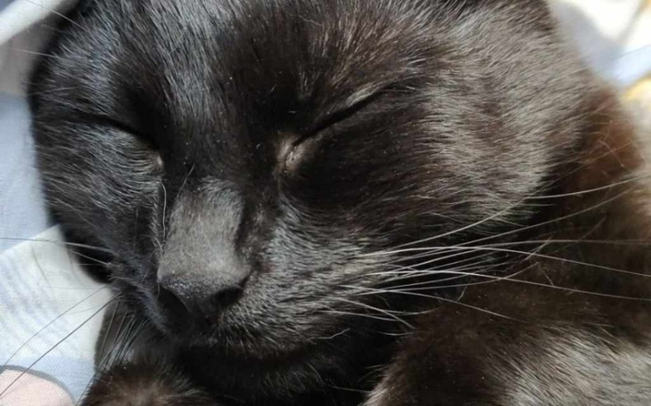 Zbiórka Dla Batmana na jedzonko i żwirek - zdjęcie główne