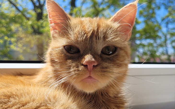 Zbiórka Pomóż mi uratować życie Meliski - zdjęcie główne