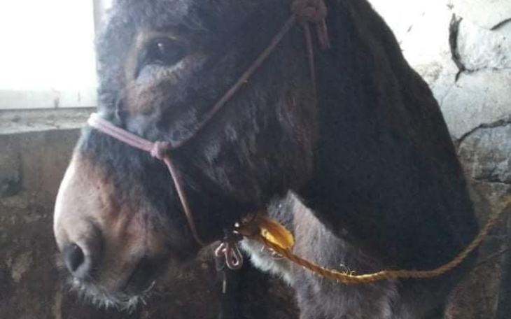 Zbiórka Zrezygnowany Osiołek Gacek czeka - zdjęcie główne