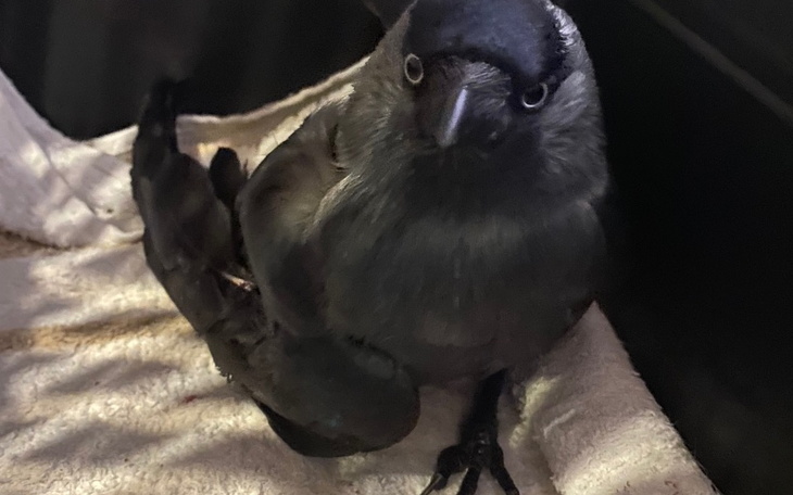 Ptak siedzący na miękkim podłożu, z wyrazistym spojrzeniem.