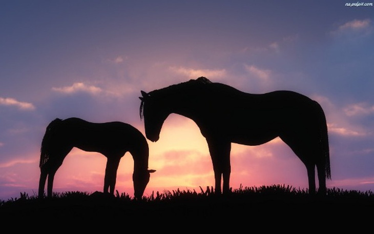Zbiórka Wielkie Marzenie - Koń :) - zdjęcie główne