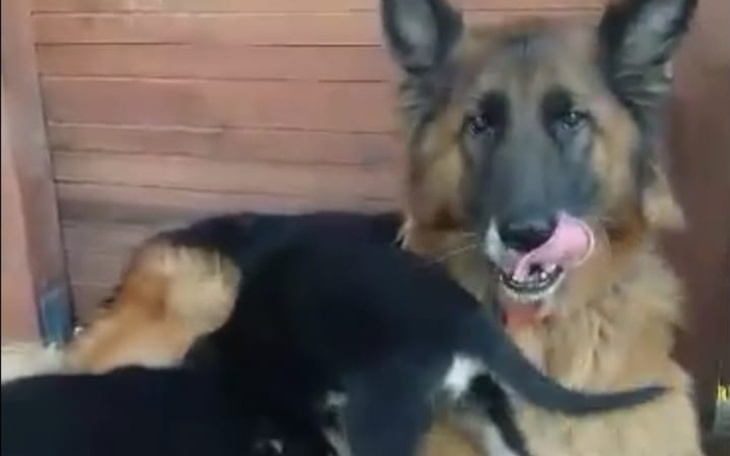 Zbiórka Pomóżmy owczarkowej rodzince - zdjęcie główne