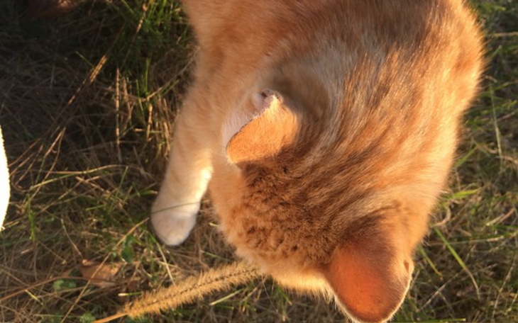 Zbiórka Własny sklep zoologiczny - zdjęcie główne