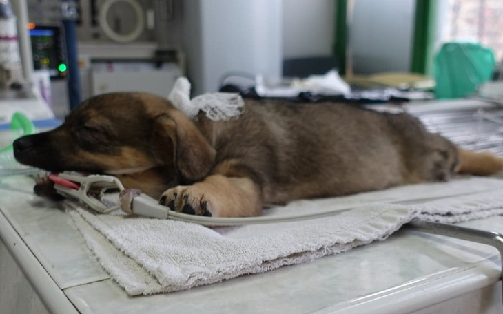 Zbiórka 30 szczeniąt czeka na pomoc... - zdjęcie główne