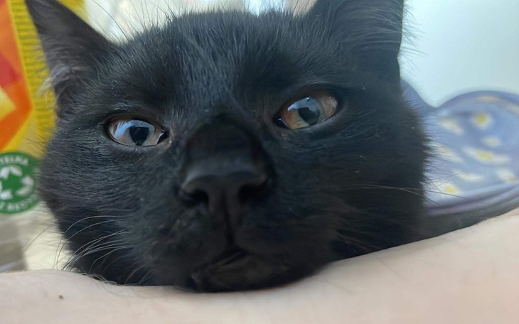 Zbiórka Na leczenie kotka mimi - zdjęcie główne