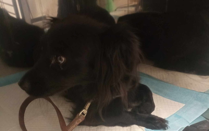 Zbiórka Kastrujemy Tosię - zdjęcie główne