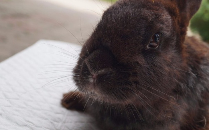 Uroczy królik z bliska, z wyrazistymi oczami.