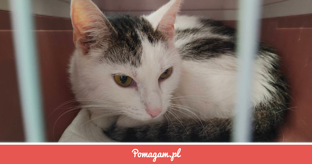 Taifun Walczy o Życie i Potrzebuje Pilnie Twojej Pomocy! | Pomagam.pl