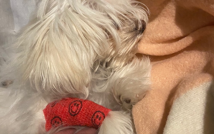 Zbiórka Zespolenie wrotno -oboczne - zdjęcie główne