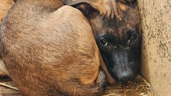 Zbiórka 59 psów z jednego domu - miniaturka zdjęcia