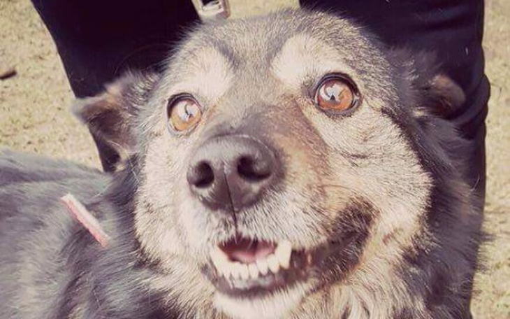 Zbiórka Uratowane przed ciężkim schronem - zdjęcie główne