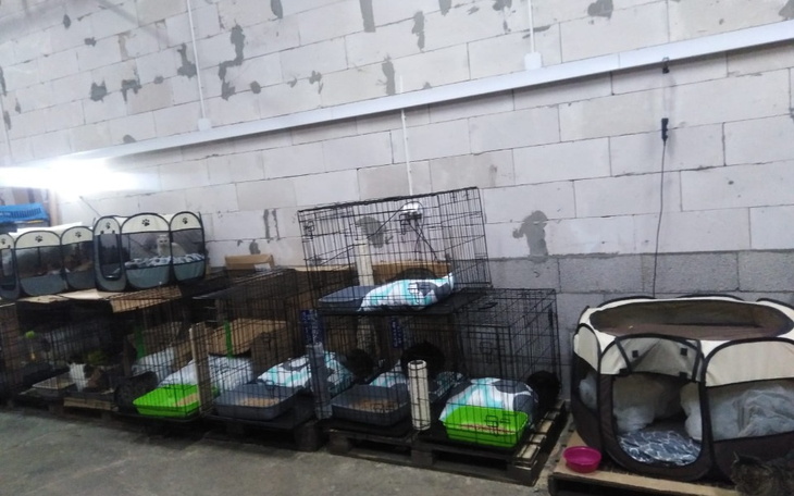 Zbiórka Na karmę, żwirek dla kotków - zdjęcie główne