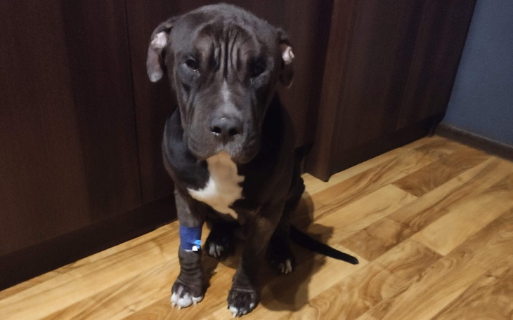 Zbiórka Zbieramy dla Bienia Pomóżmy - zdjęcie główne