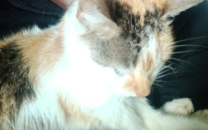 Zbiórka Na leczenie dla kici - zdjęcie główne