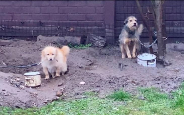 Dwa psy w ogrodzie, jeden na łańcuchu.