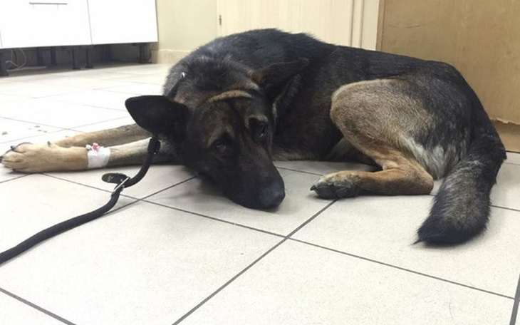 Pies leży na podłodze w klinice, wygląda na zmęczonego i smutnego.
