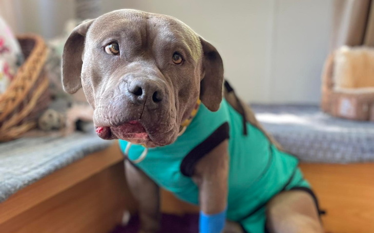 Zbiórka Nasze psy i my - zdjęcie główne