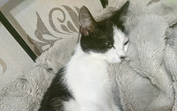 Czarnobiały kot śpiący na miękkim kocu.