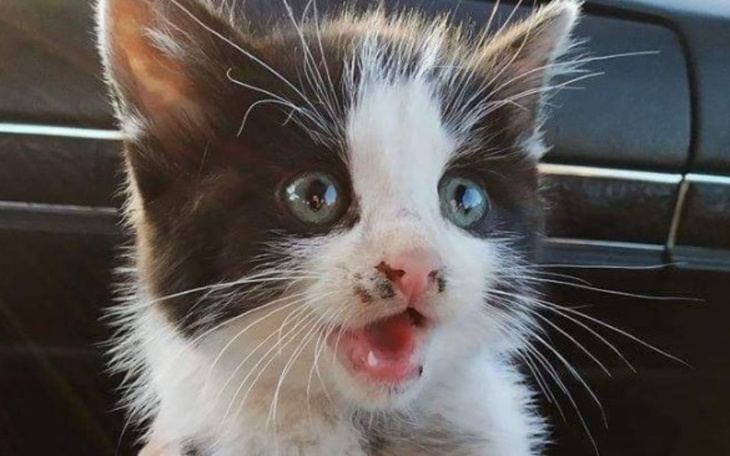 Zbiórka SUWAK na 2 łapy - zdjęcie główne