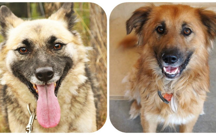 Zbiórka Nie chcemy wracać do schroniska! - zdjęcie główne