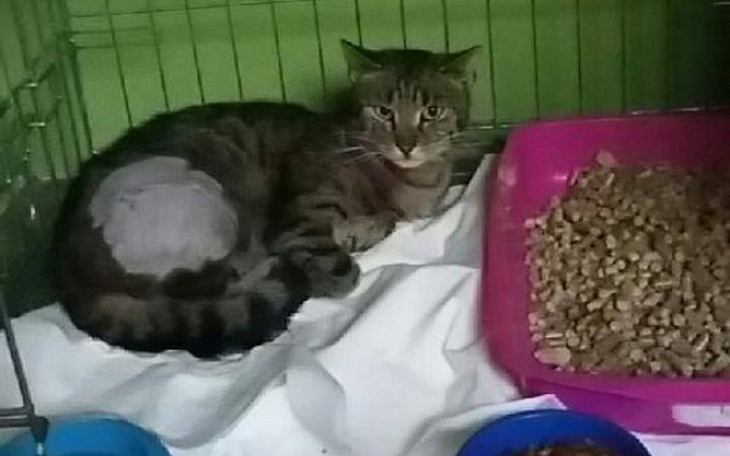 Zbiórka Roger-uratujmy jego łapkę - zdjęcie główne