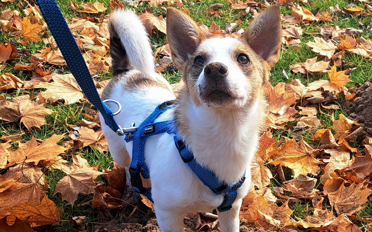 Pies na smyczy wśród opadłych liści.
