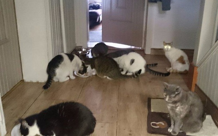 Zbiórka Zwierzaki czekają na darczyńców - zdjęcie główne