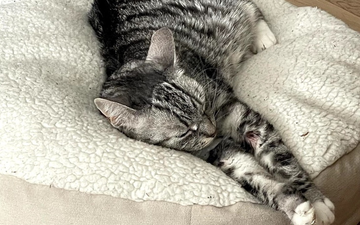 Śpiący kot na miękkim posłaniu, w wygodnej pozycji.