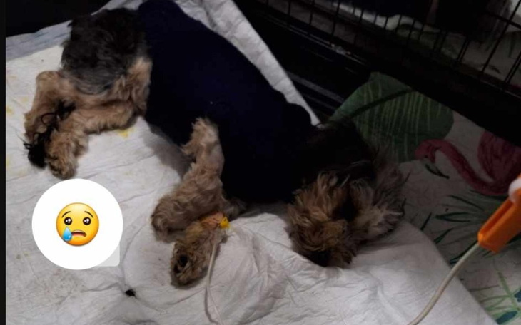 Zbiórka Walka z parwowirozą o życie - zdjęcie główne