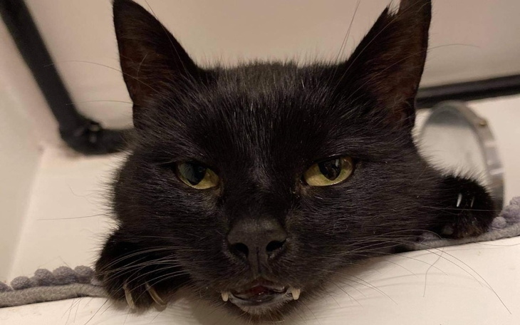 Czarny kot z wyrazistym spojrzeniem, w nietypowej pozie.