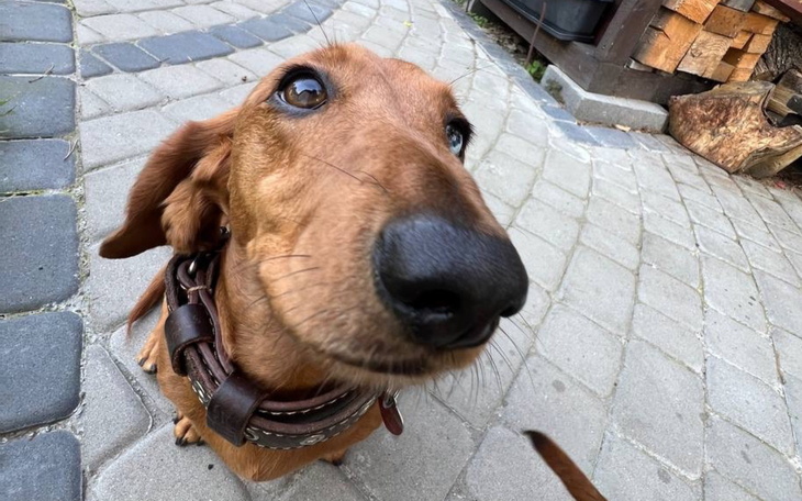 Pies rasy jamnik, patrzący w obiektyw z bliska.