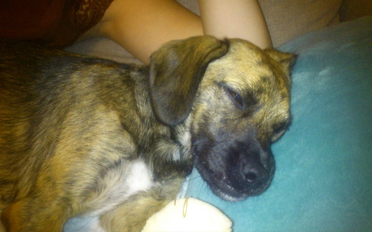 Zbiórka Operacja łapy Kory niedużej suni - zdjęcie główne