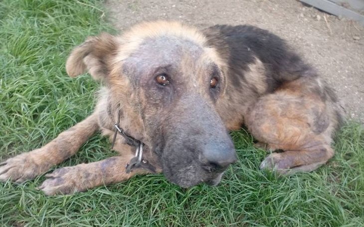 Zbiórka Zagłodzony, chory prosi o pomoc. - zdjęcie główne