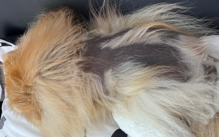 Zbiórka Leczenie Alopeci X Chico - zdjęcie główne