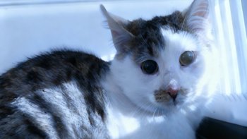 Zbiórka Zamarzały po cichu - uratuj Je - miniaturka zdjęcia