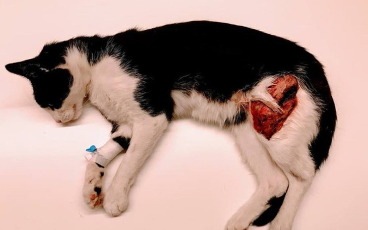 Zbiórka Uratuj nas od śmierci - zdjęcie główne