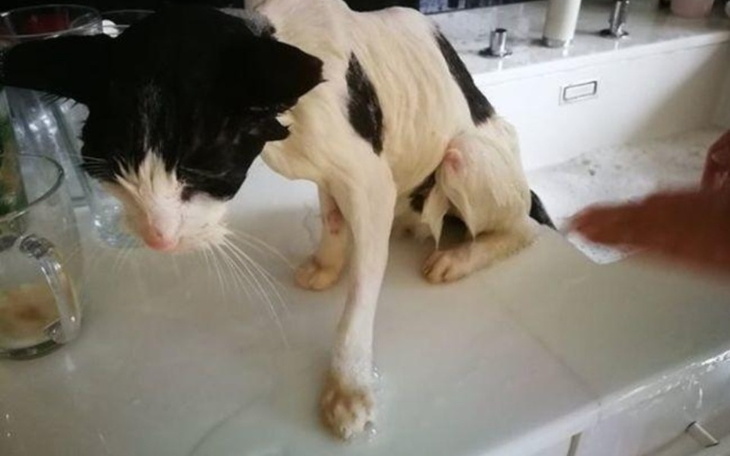 Zbiórka Na. leczenie chorego kotka - zdjęcie główne