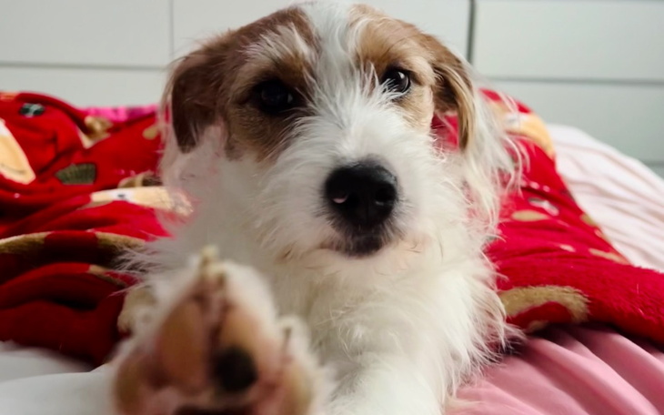 Zbiórka Operacja zespolenia żył - zdjęcie główne