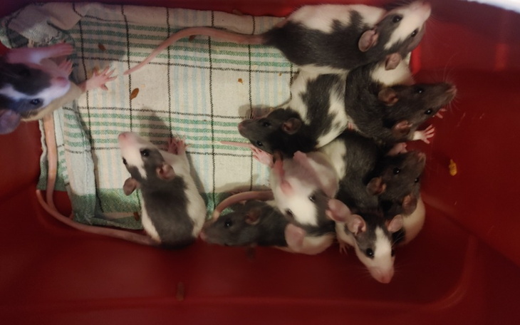 Zbiórka Mini-Ratki i ich pierwsze badani - zdjęcie główne